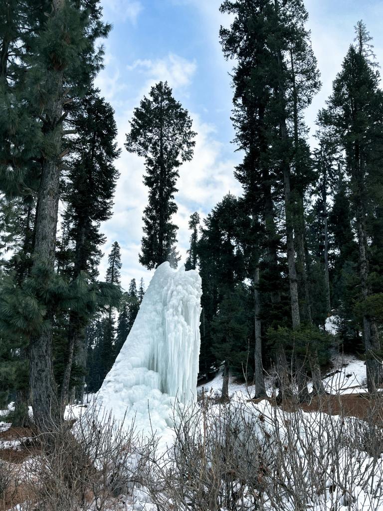 Ice and forest for the blog why you should be the lone wolf and the damn penguin